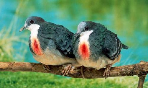 A couple of Luzon Bleeding-Heart birds