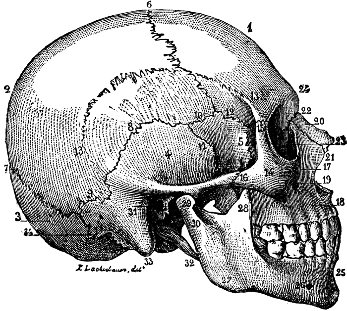 Skulls and Bones