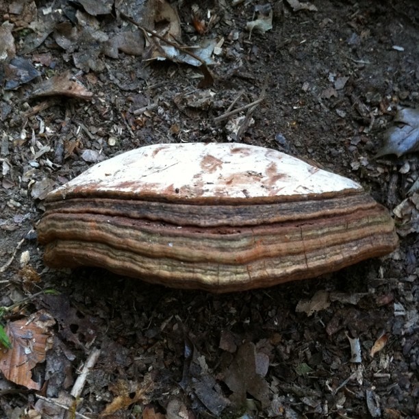 Fungi Jeffzie Nice Bracket Fungus For Making Amadou