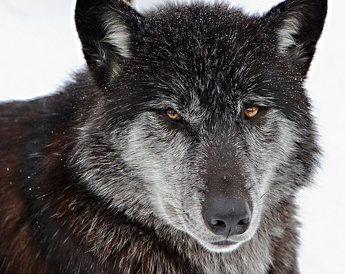 JustWolves | wolfdancer: Old Black wolf