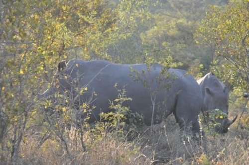 Africa, Meet the Firstenbergs - Day 11, Part II: RHINOS and MONKEYS