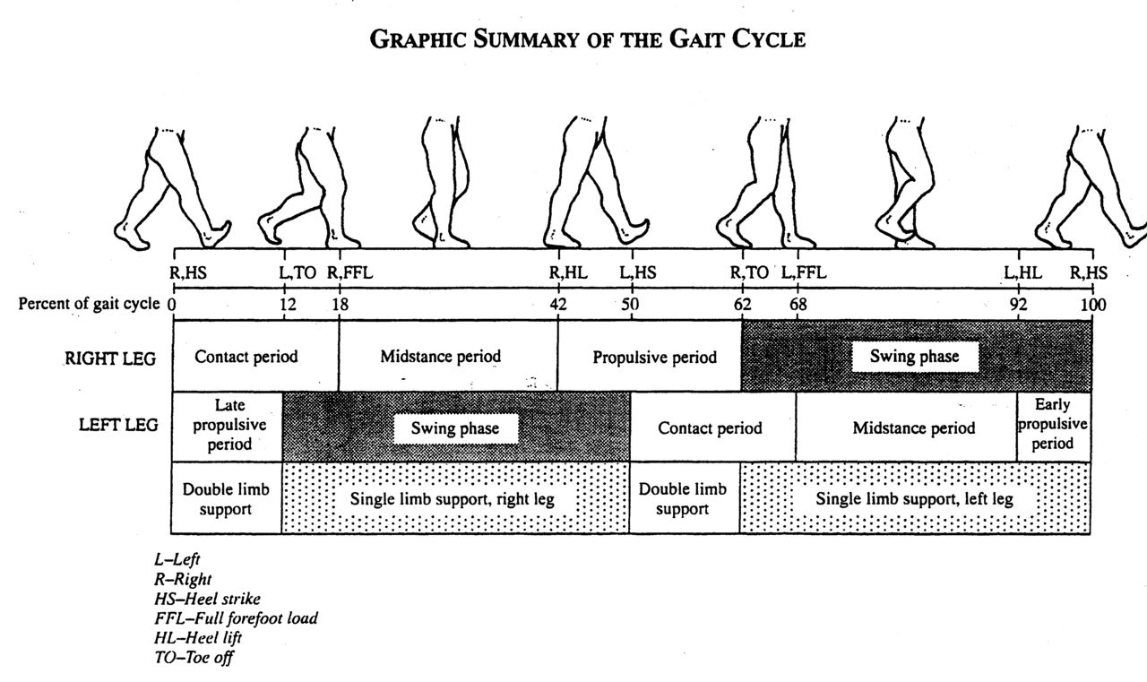 Gait Cycle Basics Part 5 Swing Phase Our Final