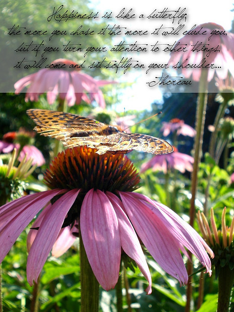 butterfly quote on Tumblr