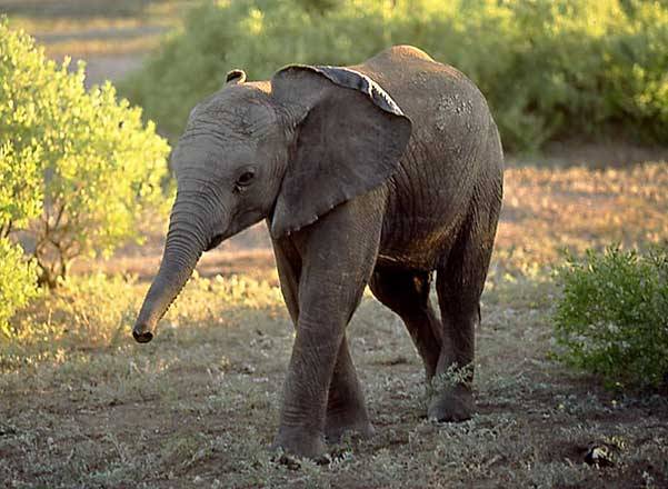 animals