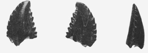 troodon tooth