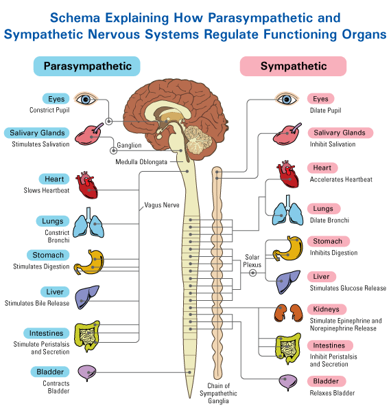 somatic nervous system definition psychology
