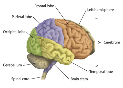 My Vet Life • Telencephalon Consists of: Cerebral cortex-...