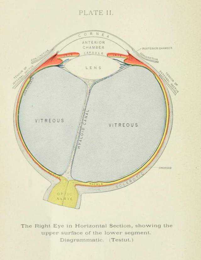 Two views of the eyeball cross-section. Eye, Ear,... - Biomedical ...