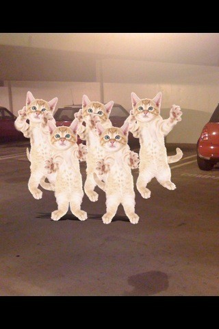 Cat Dance Party Cat Dance Party In The Parking Garage