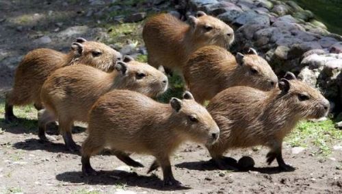 capybaras on Tumblr