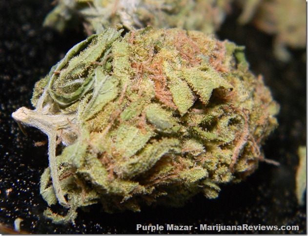 Weedguru