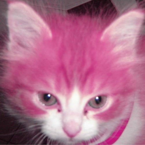 Pink Kitten On Tumblr