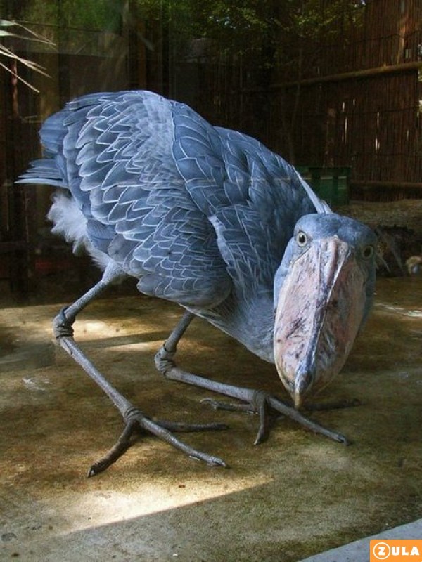 shoebill stork stuffed animal