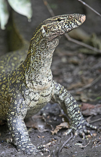 All About Reptiles, Nile Monitor Lizard is a member of the large...