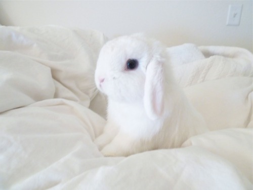 white bunny on Tumblr