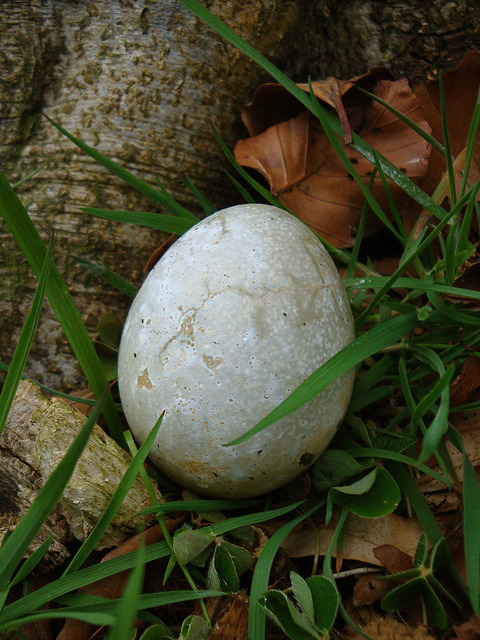 chasingthegreenfaerie:
“ Old Egg by David Hulme on Flickr.
”