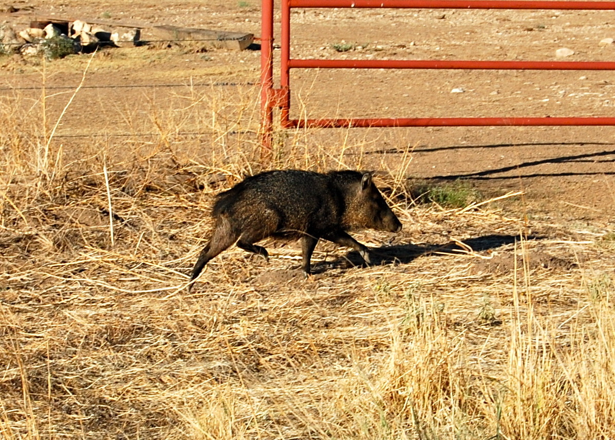 Six Crooked Highways | Javelinas (wild pigs) spotted in Texas