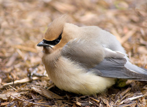 fat-birds:Puffy Cedar WaxWing by otterman51 on Flickr.