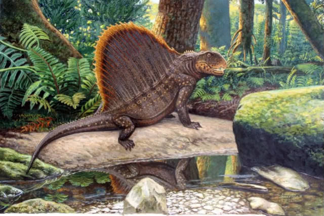 dimetrodon is a dinosaur