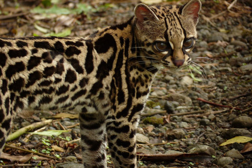 awyeahbigcats - The Oncilla (Leopardus tigrinus), also known as...