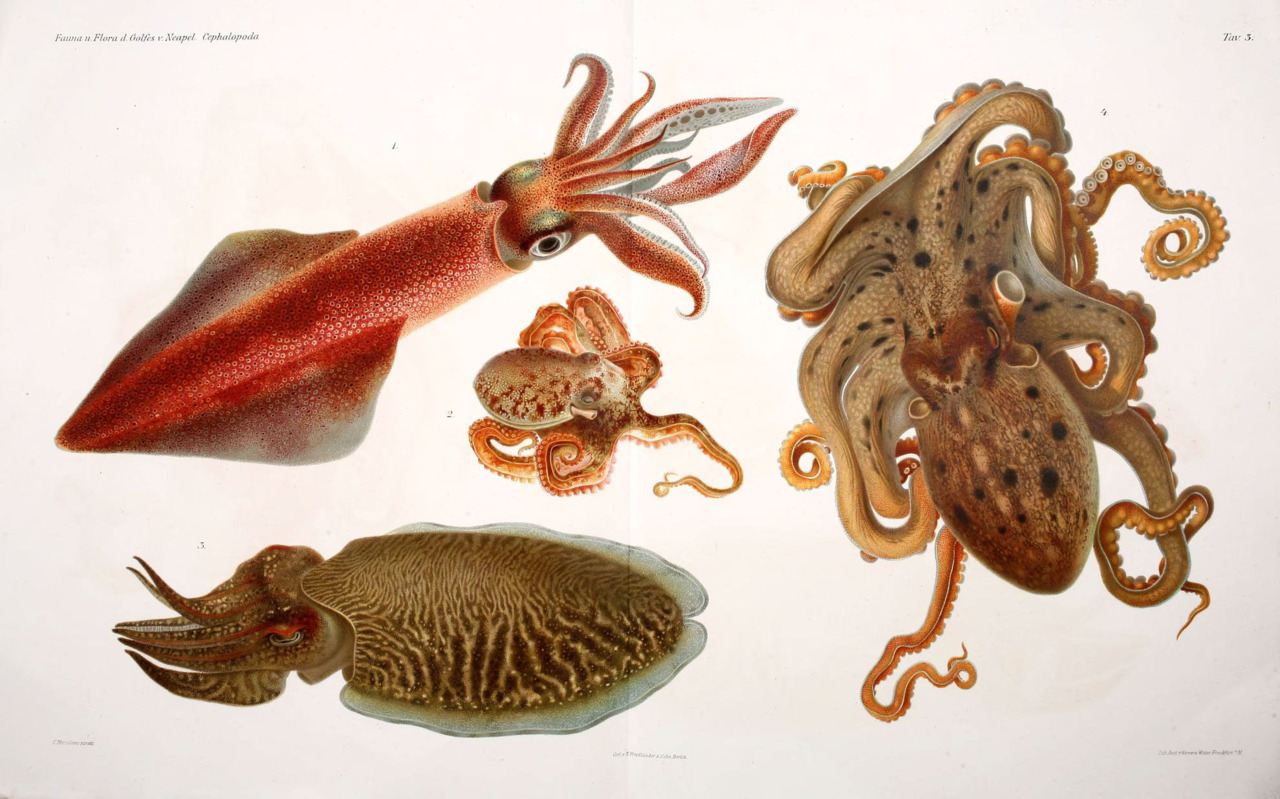 are squids cephalopods