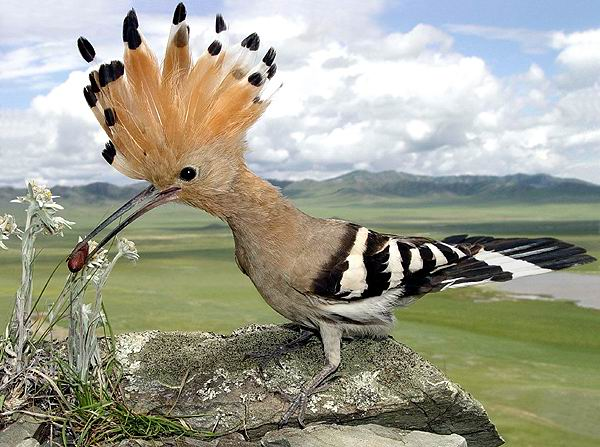 dendroica:
“ burdr:
“ Yep, it is! :)
thepastichom:
“ This is real??
” ”
It’s a Hoopoe!
”