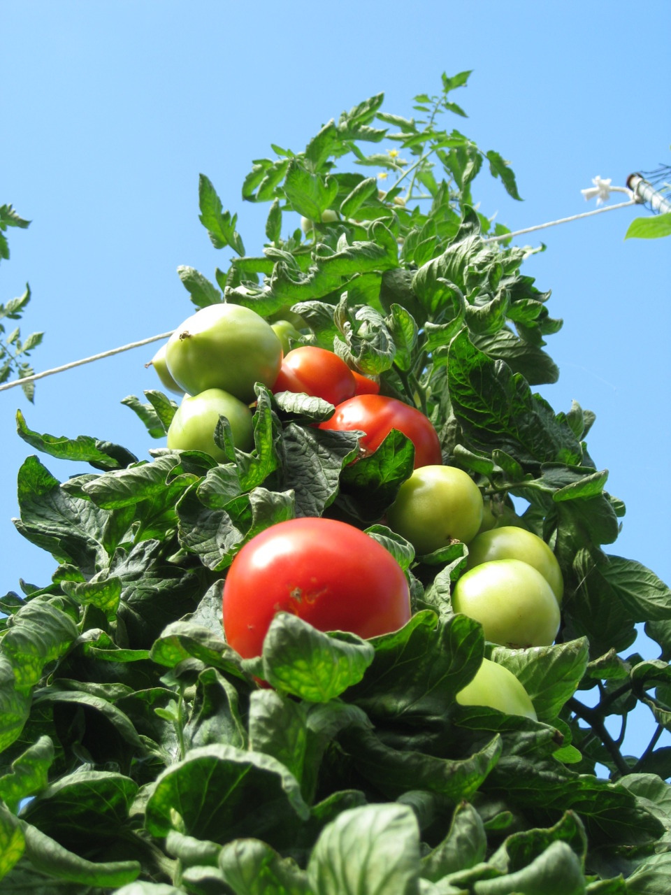 Two of our tomato plants are now over 8feet tall! Tango