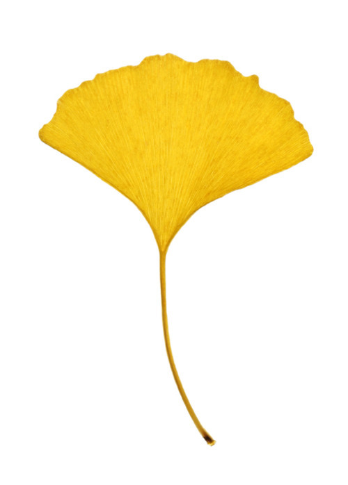 afternoon-yellow-tea-the-glory-of-a-ginkgo-leaf