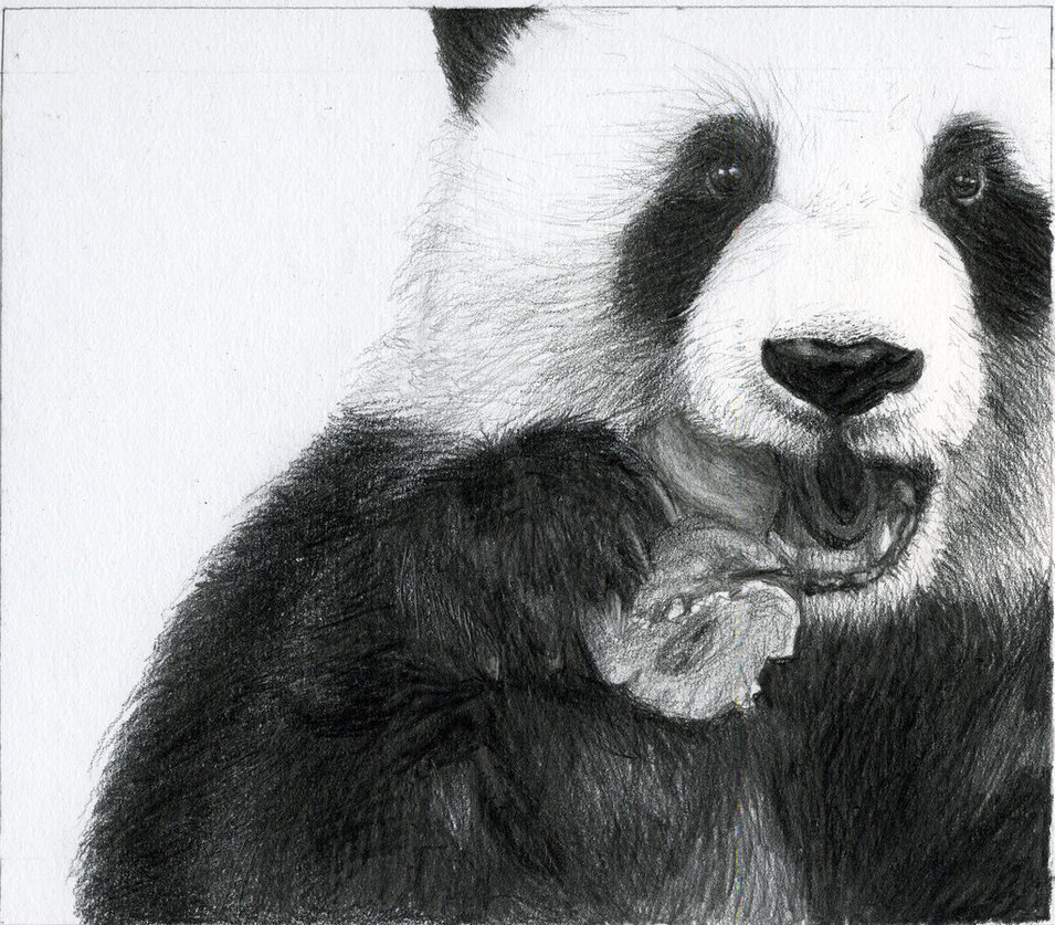 Illustrated imaginarium - Panda Eye by WastedWings