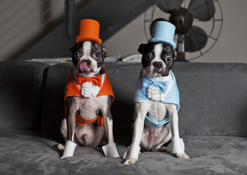 F Yeah Boston Terriers Dumb And Dumber Homemade Costumes For Winston
