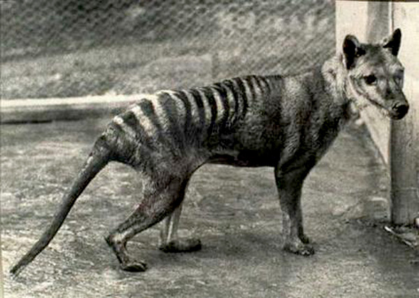 cemeterycreep: The Tasmanian Tiger is a... - Cryptid Chronicles