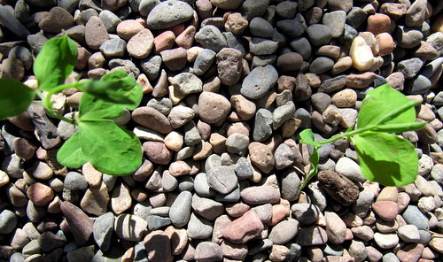 ediblegardens52 (Scenes from the Early Winter Garden--Snow Peas and...)