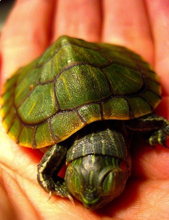 cute turtle on Tumblr