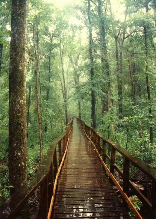 fuckyeahunitedstates:Congaree Swamp National Park, South...