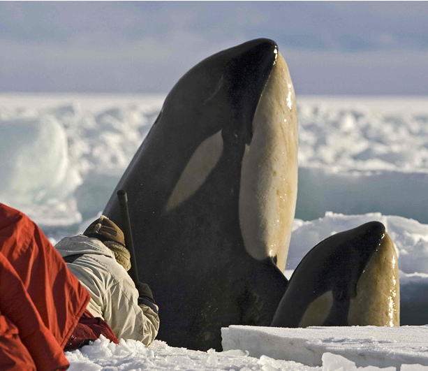 Lying Bellydown On Antarctic Seaice At The Edge Mad A