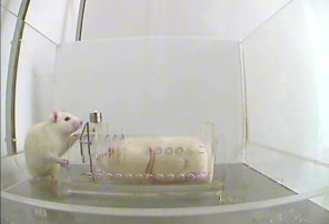 fuck-benedict-cumberbatch:
“ thewhisperinglady:
“ flowerfistandbestialwail:
“ “ In a simple experiment, researchers at the University of Chicago sought to find out whether a rat would release a fellow rat from an unpleasantly restrictive cage if it...