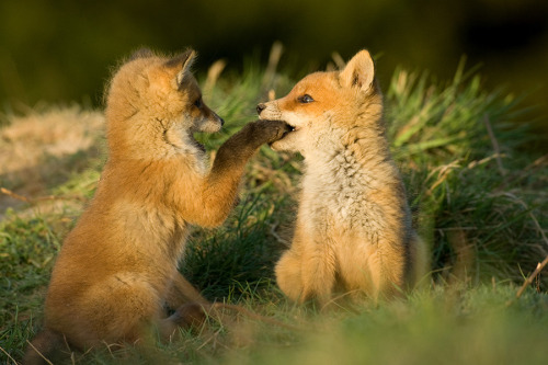 fox cubs on Tumblr