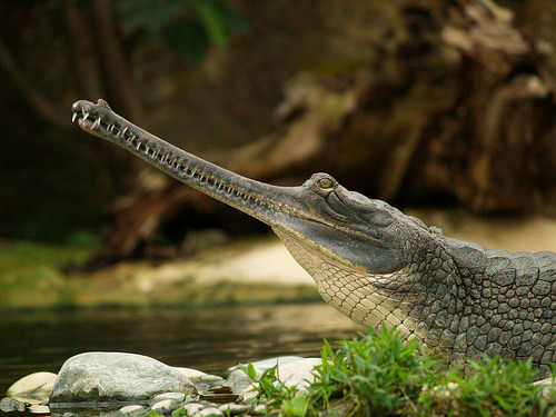 Reptile Facts - girdershade: Gharial (Gavialis gangeticus) The...