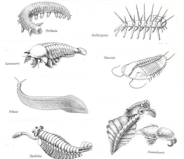 What I Want to Study in Grad School | Burgess Shale Fauna