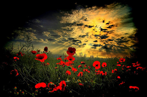 Shells on the beach - planet-earthh: Poppy field & clouds by scarbody...