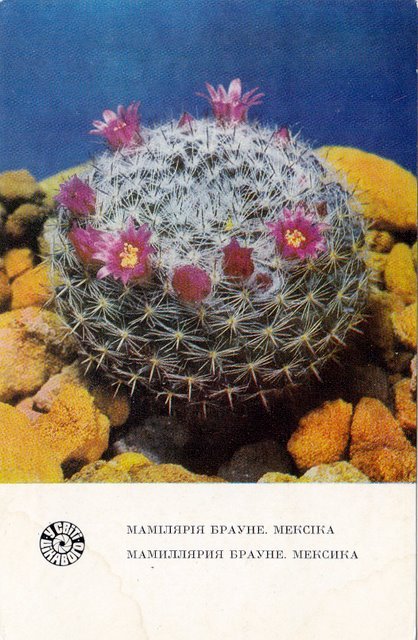 Mexican Mammillaria cactus