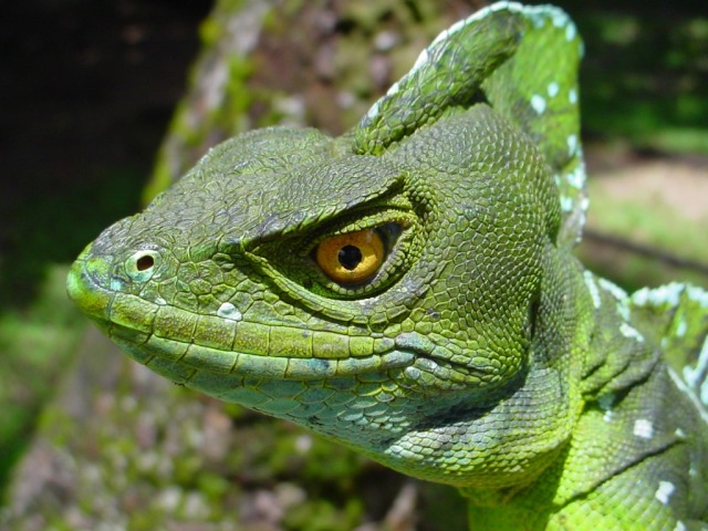 Reptile Facts - fortheloveofreptiles: Green Basilisk Lizard...