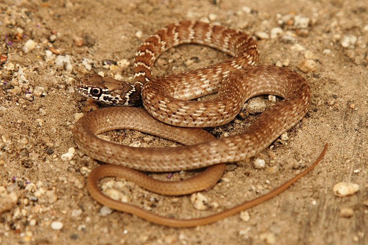 Reptile Facts - A juvenile Red Racer, (Masticophis flagellum...