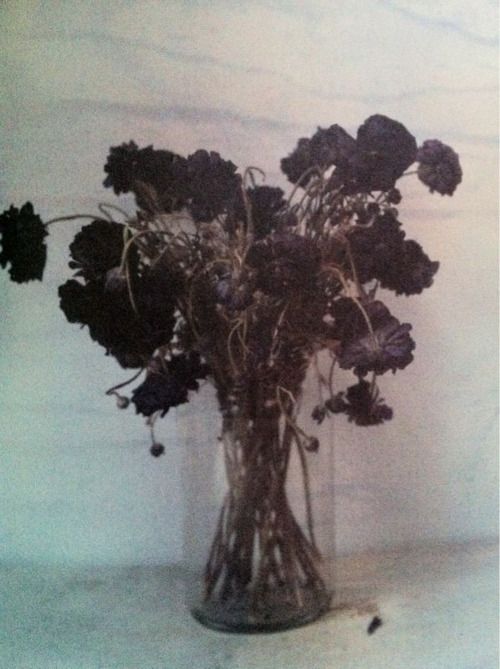 black flowers on Tumblr
