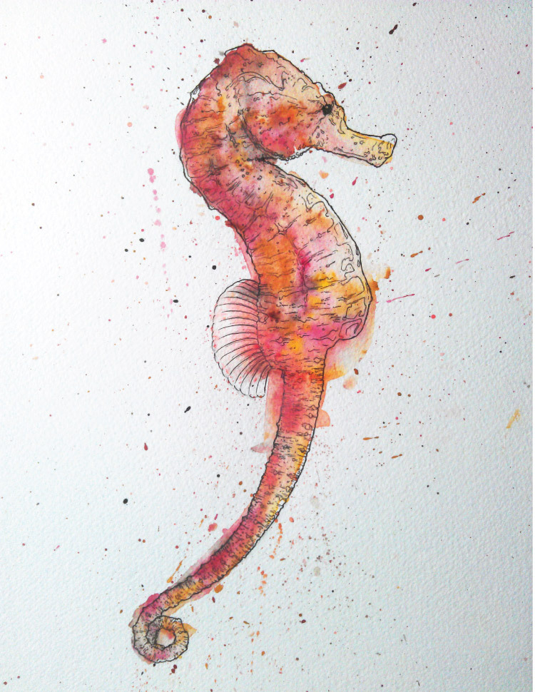 Seahorse by Geoff Muskett. Watercolour and ink.
