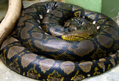 Reptile Facts - moreanimalia: The Reticulated Python, (Python...