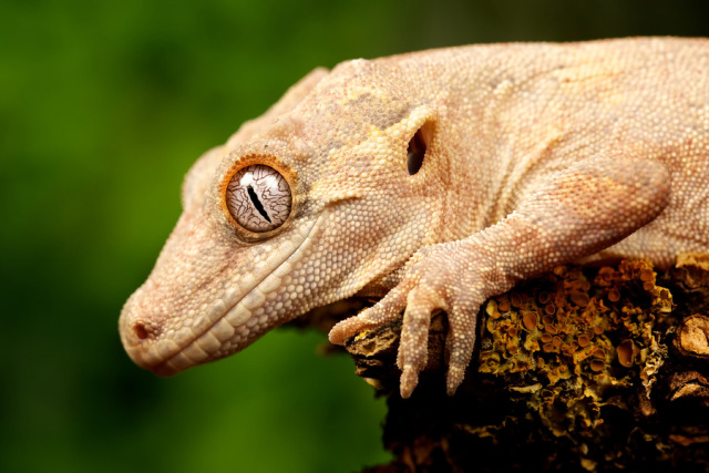 Reptile Facts - The Gargoyle Gecko (Rhacodactylus auriculatus),...