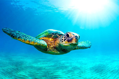 green sea turtle on Tumblr