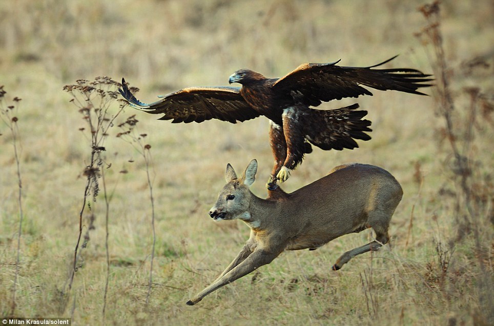 GOLDEN EAGLE attacks a deer Aquila chrysaetos... | animals, animals