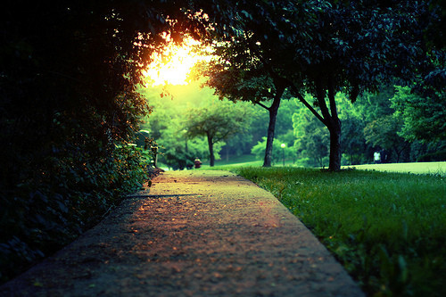 trees leaves sun light path way summer bright light light scenic rural